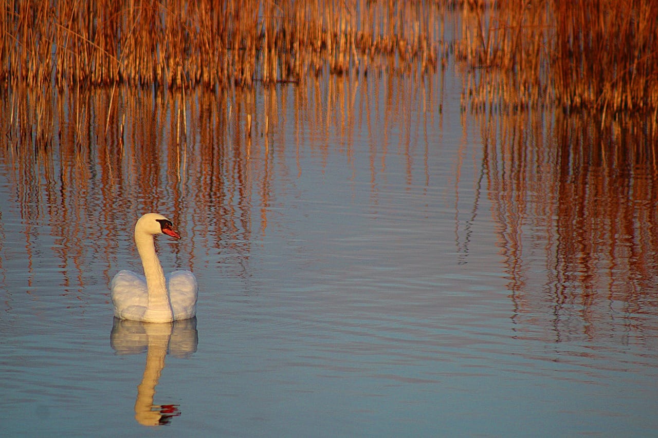 Early morning on the marsh. The app works best when you put the phone away and look up.